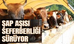 ŞAP AŞISI SEFERBERLİĞİ