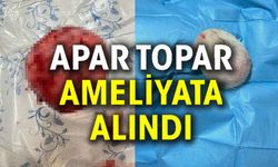 GÖĞSÜNDE TÜMÖR BULUNAN KÖPEK AMELİYAT EDİLDİ