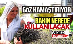 GÖZ KAMAŞTIRAN LAVANTALAR HASAT EDİLMEYE BAŞLANDI