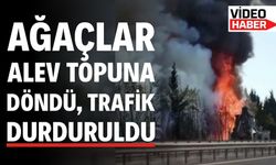 AĞAÇLAR ALEV TOPUNA DÖNDÜ, TRAFİK DURDURULDU