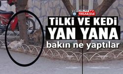 SOKAK KEDİSİ İLE TİLKİNİN BİRLİKTE OYUN OYNADIĞINI GÖRENLERİN YÜZLERİNİ GÜLDÜRDÜ