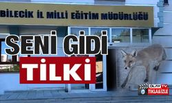 TİLKİ HAYRETE DÜŞÜRDÜ