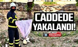 CADDEDE YAKALANAN 'OLUKLU KERTENKELE' DOĞAYA SALINDI