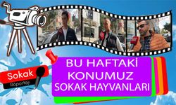 BU HAFTAKİ KONUMUZ SOKAK HAYVANLARI