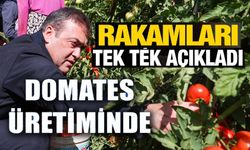 14 BİN 400 DEKAR ALANDA SOFRALIK, 2 BİN 608 DEKAR ALANDA SALÇALIK DOMATES ÜRETİMİ YAPILIYOR