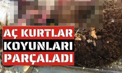 SÜRÜDEN AYRILAN KOYUNLARI KURT TELEF ETTİ