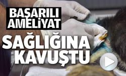DİSTAL OBLİK KIRIĞI TESPİT EDİLEN KEDİ 2 SAATLİK OPERASYON İLE SAĞLIĞINA KAVUŞTU