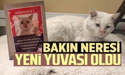 SOKAK KEDİSİNİN YUVASI OLDU