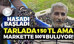 ORTA SAKARYA VADİSİ'NDEKİ MİKROKLİMA ETKİSİNE SAHİP OSMANELİ'NDE ZEYTİNLER HASAT SONA ERDİ