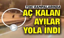 BİLECİK'TE AYI ANA YOLA İNDİ