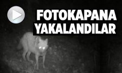 KURT VE ÇAKAL AYNI FOTOKAPANDA