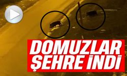 AÇ KALAN DOMUZLAR ŞEHRE İNDİ