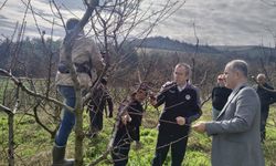 İL MÜDÜRÜ AYVALIK BUDAMA ÇALIŞMALARINI YERİNDE İNCELEDİ