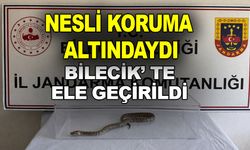 BİLECİK’TE NESLİ TÜKENMEKTE OLAN PİTON YILANI YAKALANDI