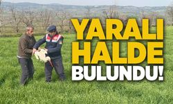 YARALI LEYLEK YETKİLİLERE TESLİM EDİLDİ