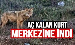 BİLECİK'TE İNSANLARDAN KAÇMAYAN KURT