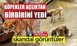BOZÜYÜK BELEDİYESİ'NE AİT BARINAKTA AÇ KALAN KÖPEKLER BİRBİRİNİ YEDİ