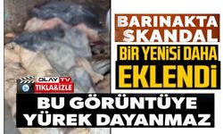 BOZÜYÜK'TEKİ BARINAK SKANDALINA BİR YENİSİ DAHA EKLENDİ