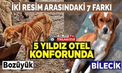 BİLECİK BELEDİYESİ SOKAK HAYVANLARI TEDAVİ VE REHABİLİTASYON MERKEZİ'NDE MUTLU YAŞAM