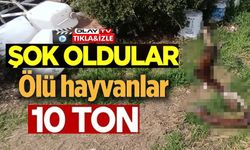 HEPSİ ZABITA EKİPLERİNİN BASKININDA ORTAYA ÇIKTI