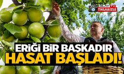 İLK CAN ERİĞİ HASADI BAŞLADI