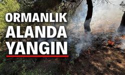 ORMANLIK ALANDA YANGIN ÇIKTI