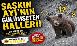 YAMAÇTAN KAYAN AYI GÜLÜMSETTİ