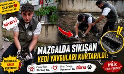MAZGALDA SIKIŞAN KEDİ YAVRULARI KURTARILDI