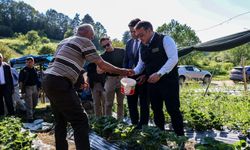 VALİ SÖZER, ÇİLEK HASADINA YAPTI