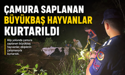 ÇAMURA SAPLANAN BÜYÜKBAŞ HAYVANLAR KURTARILDI