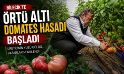 ÖRTÜ ALTI DOMATES HASADI BAŞLADI