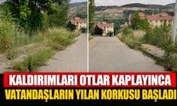 KALDIRIMLARI OTLAR KAPLAYINCA VATANDAŞLARIN YILAN KORKUSU BAŞLADI