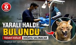 YARALI HALDE BULUNAN ÇAKAL TEDAVİ EDİLDİ