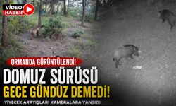 YABAN HAYVANLARI FOTOKAPANA BÖYLE YANSIDI