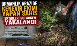 ORMANLIK ARAZİDE KENEVİR EKİMİ YAPAN ŞAHIS EKTİKLERİ SULARKEN YAKALANDI