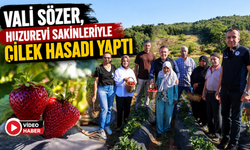 VALİ SÖZER, HUZUREVİ SAKİNLERİYLE ÇİLEK HASADI YAPTI
