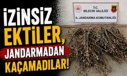 İZİNSİZ EKİLEN 136 KÖK HAŞHAŞ ELE GEÇİRİLDİ