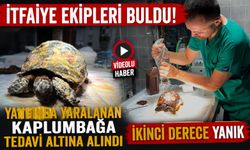 YANGINDA YARALANAN KAPLUMBAĞA TEDAVİ ALTINA ALINDI