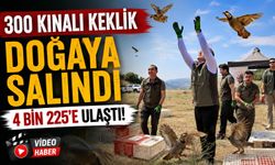 300 KINALI KEKLİK DOĞAYA SALINDI