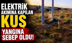 ELEKTRİK AKIMINA KAPILAN KUŞ YANGINA SEBEP OLDU