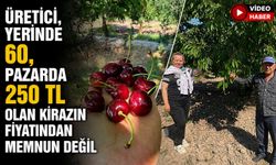 GÖLPAZARI'NIN 46 YILLIK 'NAPOLYON' KİRAZINDA HASAT TAMAMLANIYOR