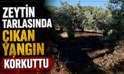 ZEYTİN TARLASINDA ÇIKAN YANGIN KORKUTTU