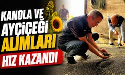 KANOLA VE AYÇİÇEĞİ ALIMLARI HIZ KAZANDI