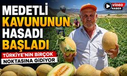 ÜNLÜ MEDETLİ KAVUNUNUN HASADI BAŞLADI