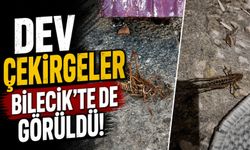 DEV ÇEKİRGELER BİLECİK'TE DE GÖRÜLDÜ