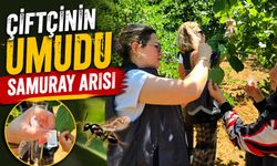 KAHVERENGİ KOKARCAYA KARŞI SAMURAY ARISI DOĞAYA SALINDI