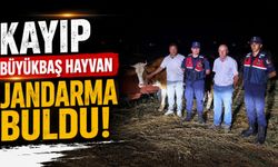 KAYIP BÜYÜKBAŞ HAYVAN JANDARMA TARAFINDAN BULUNDU