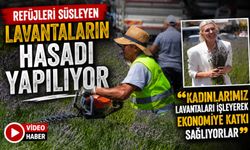 REFÜJLERİ SÜSLEYEN LAVANTALARIN HASADI YAPILIYOR