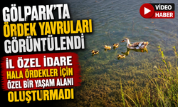 GÖLPARK'TA ÖRDEK YAVRULARI GÖRÜNTÜLENDİ