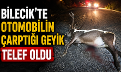 BİLECİK'TE OTOMOBİLİN ÇARPTIĞI GEYİK TELEF OLDU